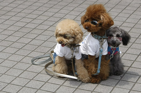 Toy poodles are seen dressed up with pair of sunglasses at a dog fiesta in Tokyo June 13, 2009.