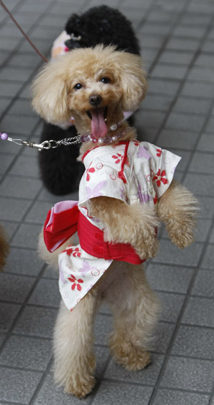 A toy poodle wearing a yukata, Japanese summer kimono, stands at a dog fiesta in Tokyo June 13, 2009.