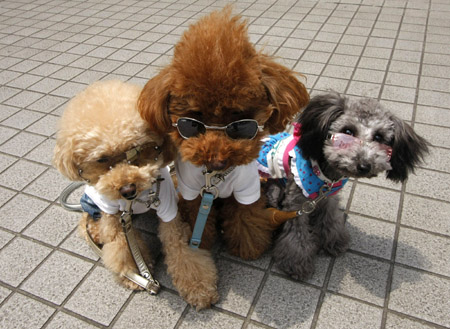 Toy poodles are seen dressed up with pair of sunglasses at a dog fiesta in Tokyo June 13, 2009. 