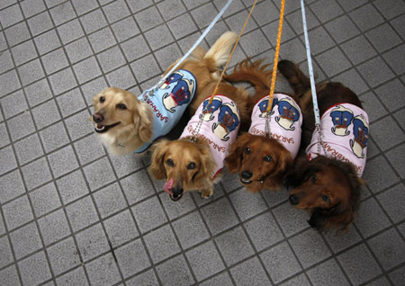 Miniature dachshunds are seen at a dog fiesta in Tokyo June 13, 2009.