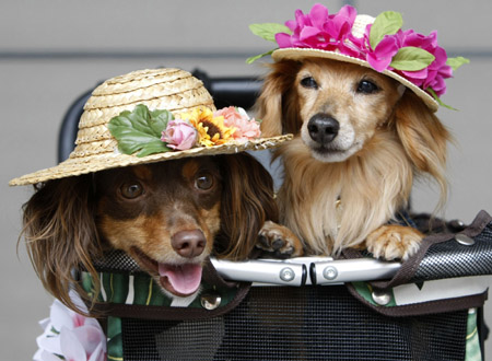 Miniature dachshund crossbreed dogs are seen dressed up with hats at a dog fiesta in Tokyo June 13, 2009.