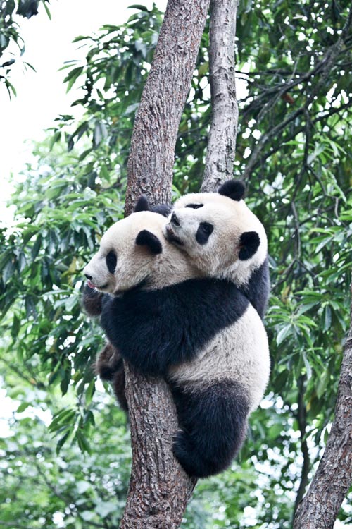 Two pandas play in BiFeng Gorge Base in Ya'an, Southwest China's Sichuan Province, June 6, 2009. [Guoliang/China.org.cn]