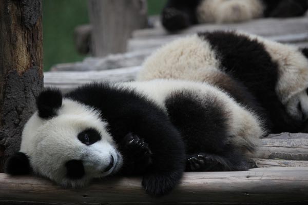 pandas in BiFeng Gorge Base in Ya'an, Southwest China's Sichuan Province, June 6, 2009. [Guoliang/China.org.cn]