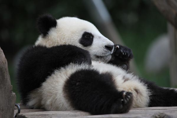 A panda takes rest in BiFeng Gorge Base in Ya'an, Southwest China's Sichuan Province, June 6, 2009. [Guoliang/China.org.cn]