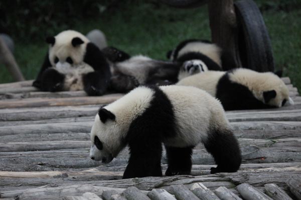 pandas in BiFeng Gorge Base in Ya'an, Southwest China's Sichuan Province, June 6, 2009. [Guoliang/China.org.cn]