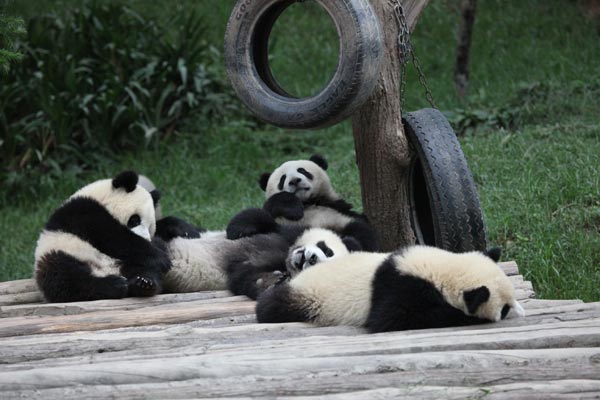 Pandas in BiFeng Gorge Base in Ya'an, Southwest China's Sichuan Province, June 6, 2009. [Guoliang/China.org.cn]