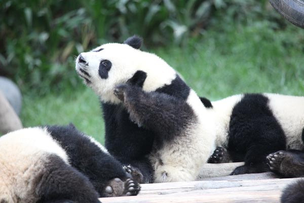 Pandas in BiFeng Gorge Base in Ya'an, Southwest China's Sichuan Province, June 6, 2009. [Guoliang/China.org.cn]