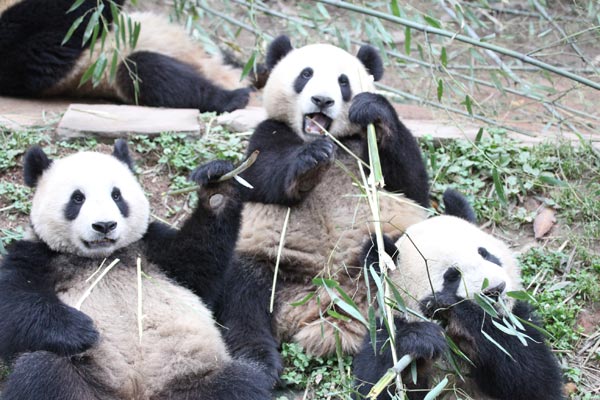 Pandas in BiFeng Gorge Base in Ya'an, Southwest China's Sichuan Province, June 6, 2009. [Guoliang/China.org.cn]