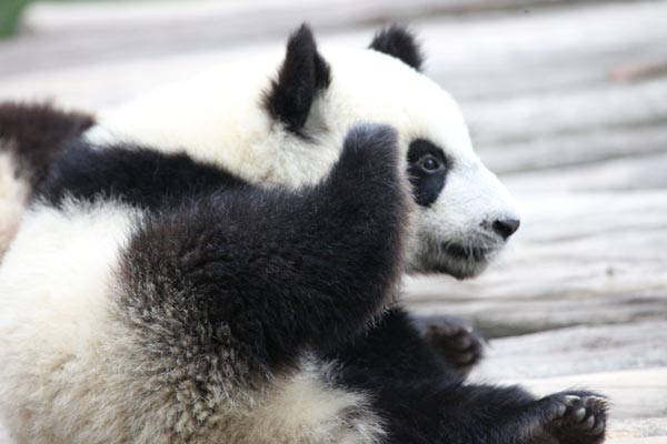 A panda takes rest in BiFeng Gorge Base in Ya'an, Southwest China's Sichuan Province, June 6, 2009. [Guoliang/China.org.cn]