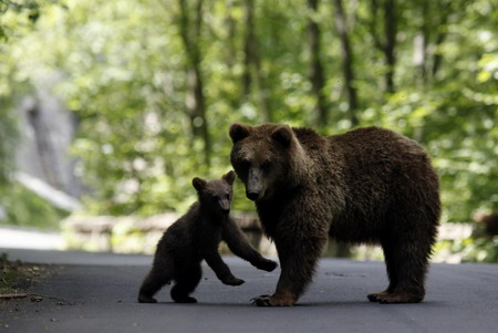 A brown bear and her cub play on the road on the outskirts of Sinaia, 140 km (87 miles) north of Bucharest, June 15, 2009. 