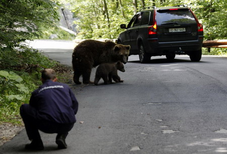 A gendarme distracts the attention of a brown bear and her cub from a tourist vehicle on the road in the outskirts of Sinaia, 140 km north of Bucharest, June 15, 2009. [Xinhua/Reuters] 