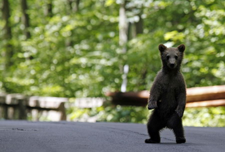 A brown bear is measured after being shot with a tranquiliser on the outskirts of Sinaia, 140 km (87 miles) north of Bucharest, June 15, 2009.[Xinhua/Reuters]