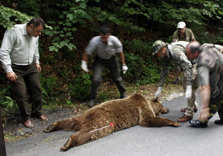 Members of Forestry Institute rush around a brown bear after it was shot with a tranquilizer dart in the outskirts of Sinaia, 140 km north of Bucharest, June 15, 2009. [China Daily/Agencies]