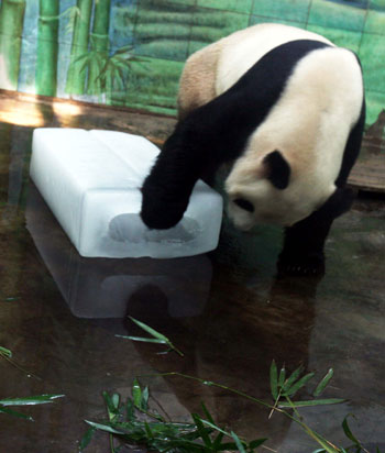 A giant panda plays with an ice block to cool itself at the Wuhan Zoo in Wuhan, capital of central China's Hubei Province, June 15, 2009. [Jin Siliu/Xinhua]