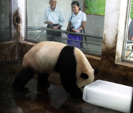 A giant panda plays with an ice block to cool itself at the Wuhan Zoo in Wuhan, capital of central China's Hubei Province, June 15, 2009.[Jin Siliu/Xinhua]