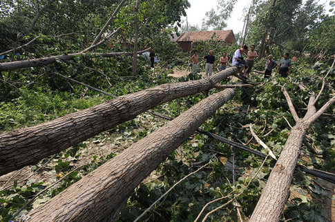 Trees were fallen after a storm swept east China's Anhui Province over the weekend. [CFP]