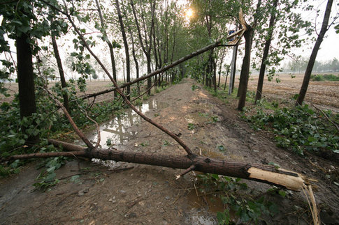 Trees were fallen after a storm swept east China's Anhui Province over the weekend. [CFP] 