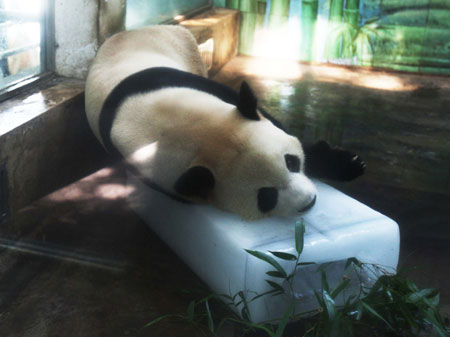 A giant panda lies on an ice block to cool itself at the Wuhan Zoo in Wuhan, capital of central China's Hubei Province, June 15, 2009. The zoo used lots of ice to adjust temperature for animals on Monday when the highest temperature surpassed 35 degrees centigrade. [Jin Siliu/Xinhua] 