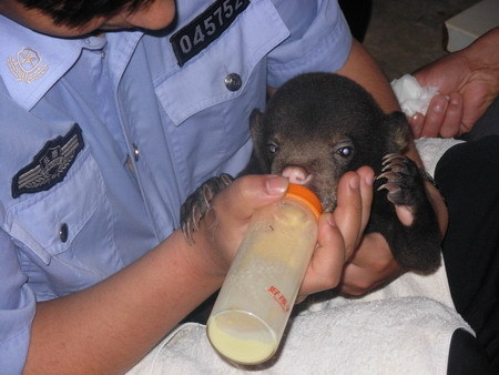 A police officer feeds a sun bear in Kunming, southwest China's Yunnan Province Thursday May 14, 2009. Six little bears were moved into the Yunnan Wildlife Asylum Center in Kunming on Thursday, after they were rescued by anti-smuggling police.