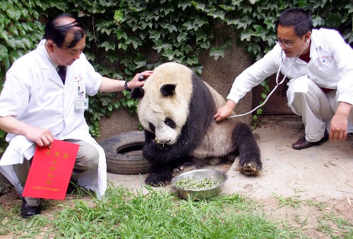 Xiaoming, a 21-year-old panda, the equivalent of 60 in human years, was taken care of at a giant panda breeding base in northwest China's Shaanxi Province on June 16, 2009. [Xinhua]