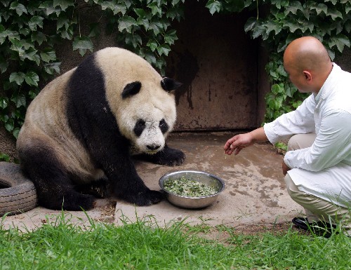 Xiaoming, a 21-year-old panda, the equivalent of 60 in human years, was taken care of at a giant panda breeding base in northwest China's Shaanxi Province on June 16, 2009. [Xinhua]