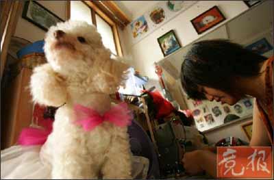 Hu Xi spends her days designing and making new clothes for her six dogs, as well as catering for her eager clients both in and out of China. 