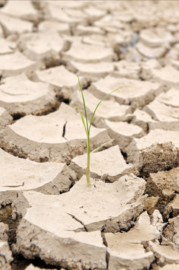 The photo taken on June 17, 2009 shows a seedling on the dried field in Ulsan, southeastern South Korea. A drought hit Ulsan recently and affected its agriculture. [Xinhua] 