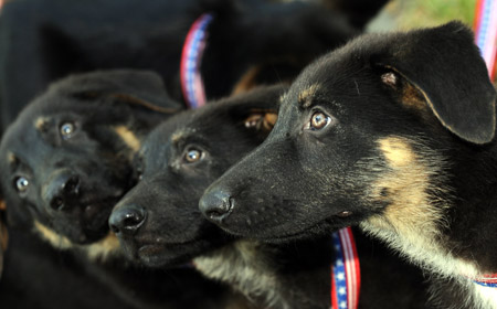 Prodigy, Valor, and Dejavu, seen in Los Angeles, California, are cloned puppies of Trakr, a German shepherd, who sniffed out survivors from under the rubble of New York's World Trade Center after the 2001 terror strikes. [Xinhua/AFP]
