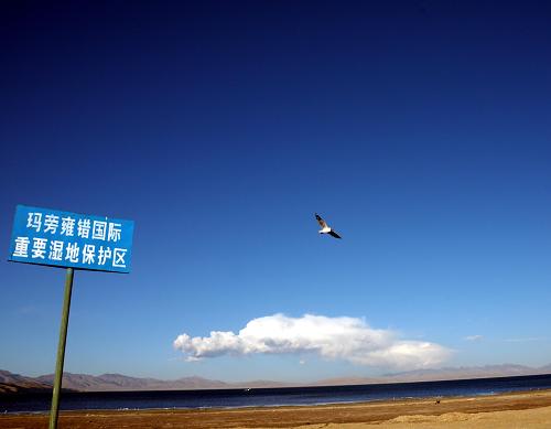 A black-headed gull is flying over the Mapham Yutso Wetland in the Ngari area of Tibet on June 4th, 2009. [Xinhua]