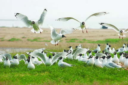 Relicts gulls in Hongjian Nur, northwest Shenmu County of Shaanxi Province. The rare birds are under state first-class protection. [Photo from the Shaanxi Daily] 
