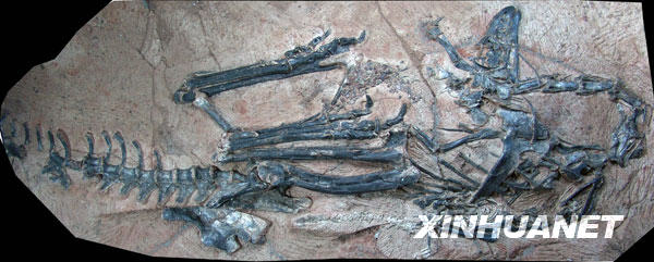 这是“泥潭龙”化石(资料照片)。