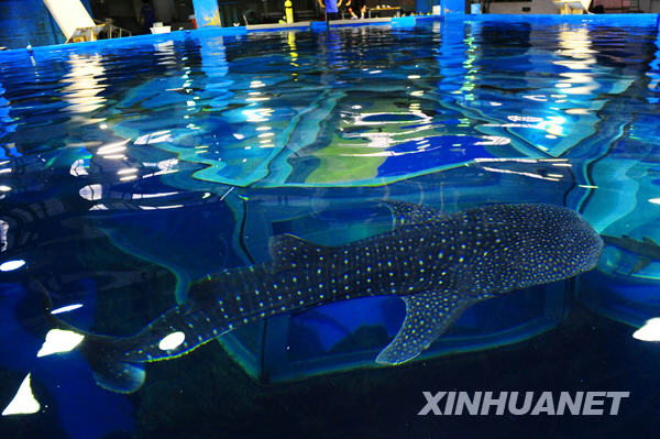 A whale shark swims in the Pole Aquarium of the Dalian Laohutan Ocean Park in Dalian of northeast China's Liaoning Province, June 18, 2009. The 4.24-meter-long female whale shark, one of the first batch of its kind imported by Chinese mainland, arrived at the Pole Aquarium on June 17. [Ren Yong/Xinhua]
