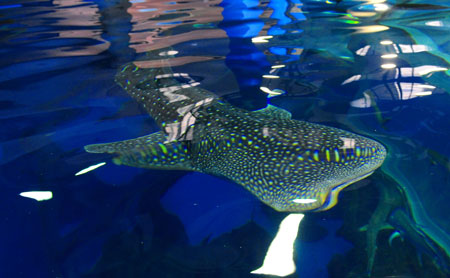 A whale shark swims in the Pole Aquarium of the Dalian Laohutan Ocean Park in Dalian of northeast China's Liaoning Province, June 18, 2009. [Ren Yong/Xinhua] 