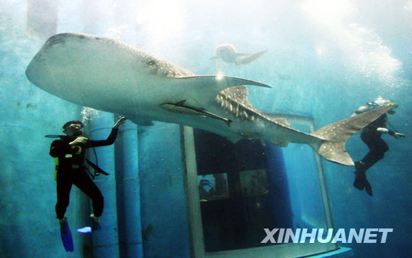 A whale shark is released after being delivered to the Pole Aquarium of the Dalian Laohutan Ocean Park in Dalian of northeast China's Liaoning Province, June 17, 2009.[Ren Yong/Xinhua]