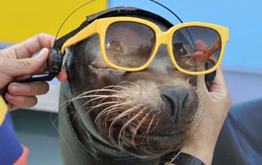 Photo taken on June 18, 2009, shows an animal trainer in the Sunshine International Aquarium in Tokyo, Japan, wears sunglasses for the sea lion Luke to prepare for observing the solar eclipse next month. [Xinhua/AFP]