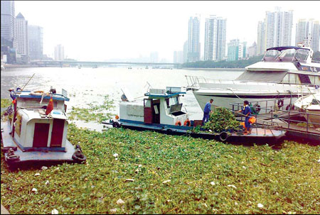 Workers clean up duckweed in the Pearl River in Guangzhou on Tuesday. [Li Zhanjun/China Daily] 