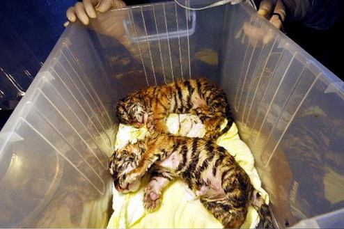 Photo taken on June 17, 2009 shows the two cubs. [people.com.cn]