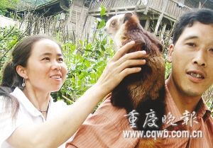 A Chinese flying squirrel has been in the care of a farmer ever since it was a baby in Qianjiang district, Chongqing Municipality.