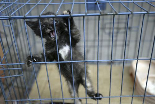 A cat struggles in a cage in Qingping market, Guangdong Province. It may be destined for the dinner table, a medicine shop, or, if it is very lucky, life as a treasured pet. [Discover.news.163.com]