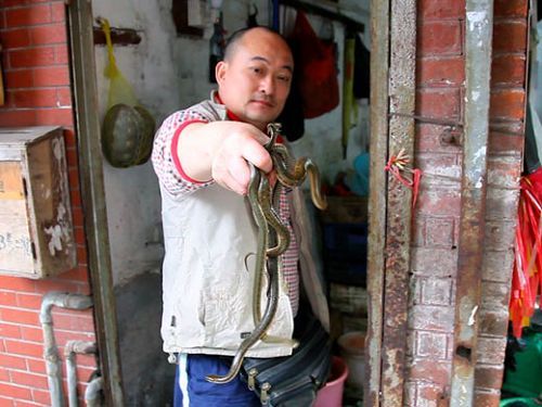 A shop-keeper holds a handful of snakes, considered a delicacy in Guangdong. Lately there have been fewer snakes for sale in Qingping market, but only because many species are on the verge of extinction. The government has stepped up its efforts to curb the trade in wild animals, but rare species are still traded on the black market. [Discover.news.163.com]