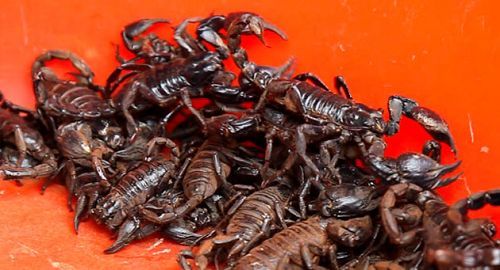 These scorpions heaped up in a bucket will be are used to make soup. China is not the only country where wild animals are killed and eaten, but it is undoubtedly the biggest and most influential market, and Chinese consumption having a massive detrimental effect on animal protection throughout Asia. [Discover.news.163.com]