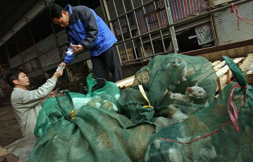 Cats lie heaped together in bags in this Guangdong market while traders haggle over their price. [Discover.news.163.com]