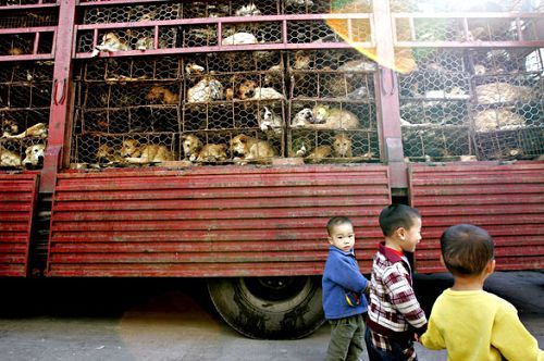 Caged dogs are transported to market in Guangzhou, capital of Guangdong Province in south China. According to environmental protection organization Green Eyes, it is more important to educate consumers than to apply penalties to suppliers. The organization recently rescued a nurse shark from a restaurant and released it into a nearby ocean park. [Discover.news.163.com]