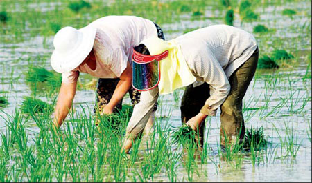 Farmers plant seedlings in Tancheng, Shandong province, on Monday. [Photo from China Daily]