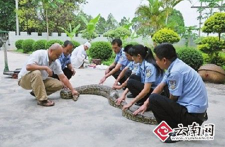 A farmer and her friends managed to stop a python but only after the snake swallowed 42 of her chickens at a farm in Menghai county, Yunnan Province.