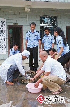 A farmer and her friends managed to stop a python but only after the snake swallowed 42 of her chickens at a farm in Menghai county, Yunnan Province.
