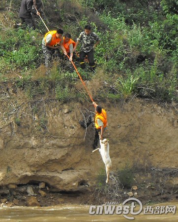 A father and a son grazing sheep near a riverbed in Fengxian County, Shaanxi Province, were trapped for seven hours on Friday morning after a sudden flood. They were saved by firefighters.