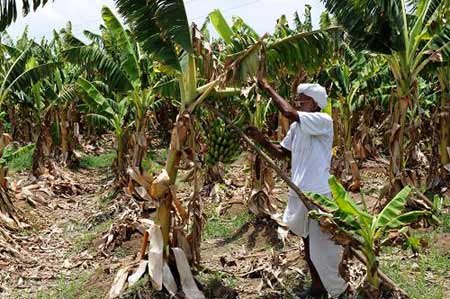An Indian farmer shows the damaged banana crop in Badarkha village of Dholka Taluka, some 35 km from Ahmedabad, on June 25, 2009. [Xinhua/AFP]