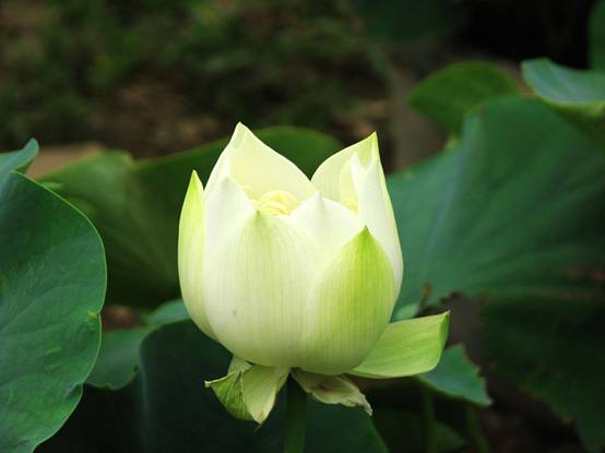 A lotus opens only halfway at the Old Summer Palace.
