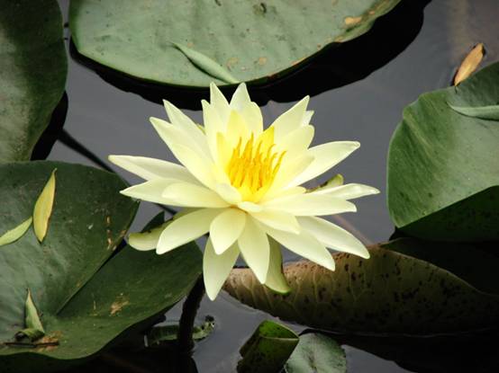 A yellow lotus flower in full bloom at the Old Summer Palace.